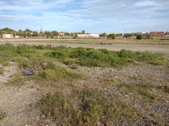 Anacyclus valentinus