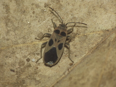 Tropidothorax maculatus