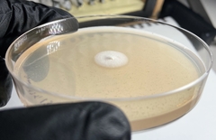 Phialemonium inflatum