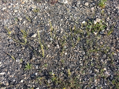 Washingtonia robusta