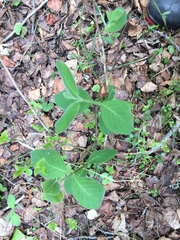 Lonicera hirsuta