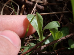 Sericocarpus rigidus