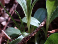 Sericocarpus rigidus