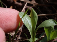Sericocarpus rigidus