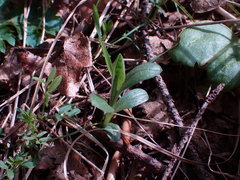 Sericocarpus rigidus