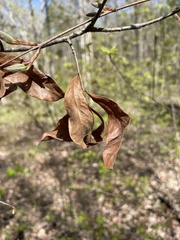 Quercus oglethorpensis