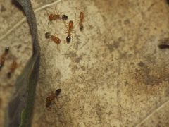 Trichomyrmex destructor