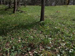 Sericocarpus rigidus