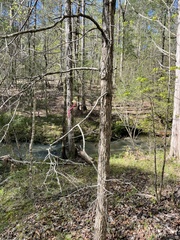 Quercus oglethorpensis