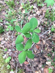 Lonicera hirsuta