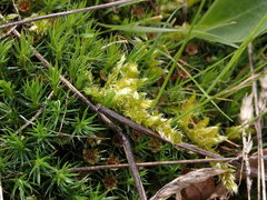 Homalothecium megaptilum