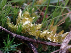 Homalothecium megaptilum