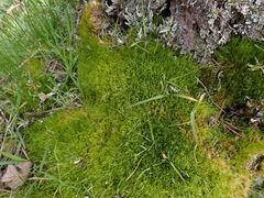 Dicranum howellii