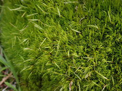 Dicranum howellii