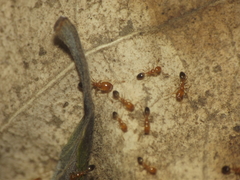 Trichomyrmex destructor