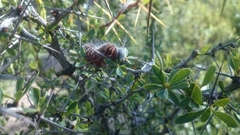 Metardaris cosinga