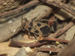 Tropidothorax maculatus
