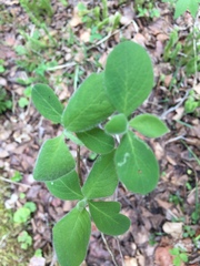 Lonicera hirsuta