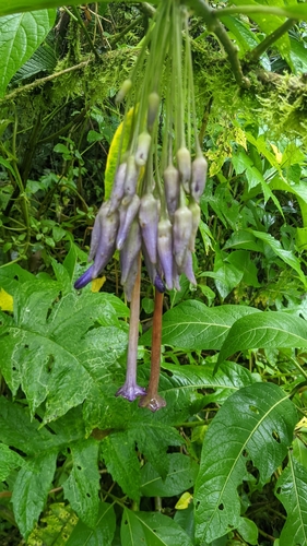 Image of Iochroma calycinum by no rights reserved