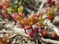 Sedum cespitosum