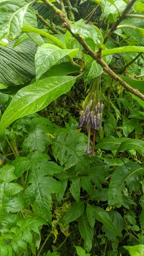 Iochroma calycinum, photograph 2