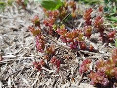 Sedum cespitosum