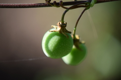 Passiflora sexocellata