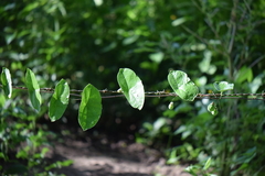 Passiflora sexocellata