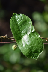 Passiflora sexocellata