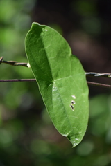 Passiflora sexocellata