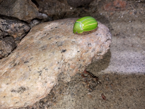 Platycoelia inflata