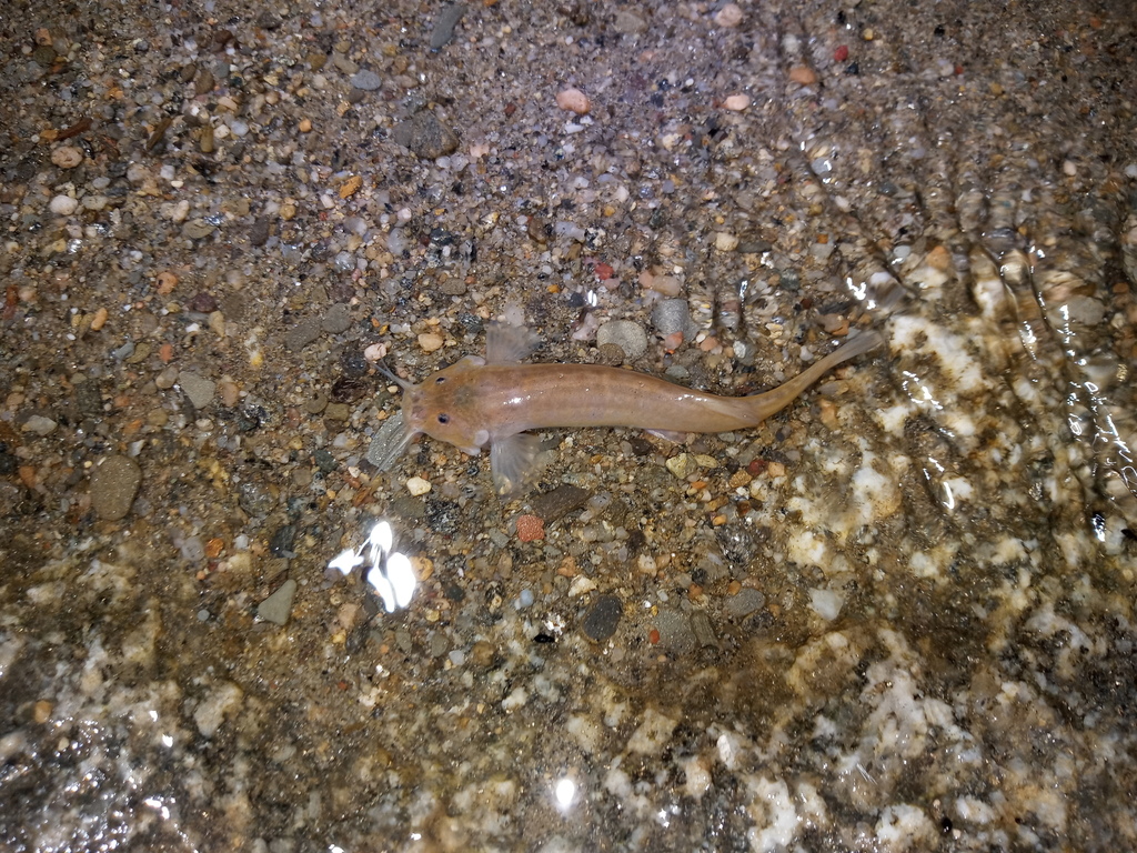 Borellis penmeerval (Trichomycterus borellii) — Trichomycteridae