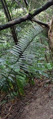 Ceroxylon alpinum