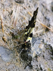 Leodonta