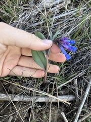 Mertensia longiflora