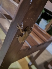 Polypedates cruciger