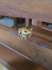 Polypedates cruciger