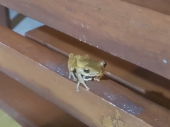 Polypedates cruciger