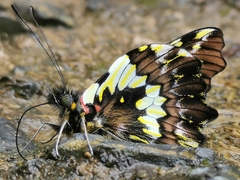 Leodonta