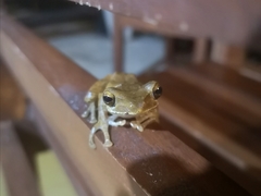 Polypedates cruciger