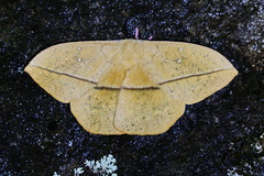Lonomia concordia