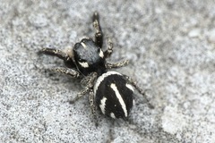 Pellenes nigrociliatus