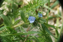 Echium parviflorum
