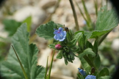 Echium parviflorum