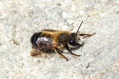 Megachile