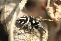 Pellenes nigrociliatus