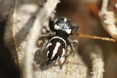 Pellenes nigrociliatus