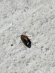 Neocapsus