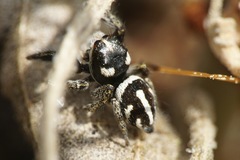 Pellenes nigrociliatus