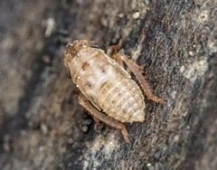 Aphrodini